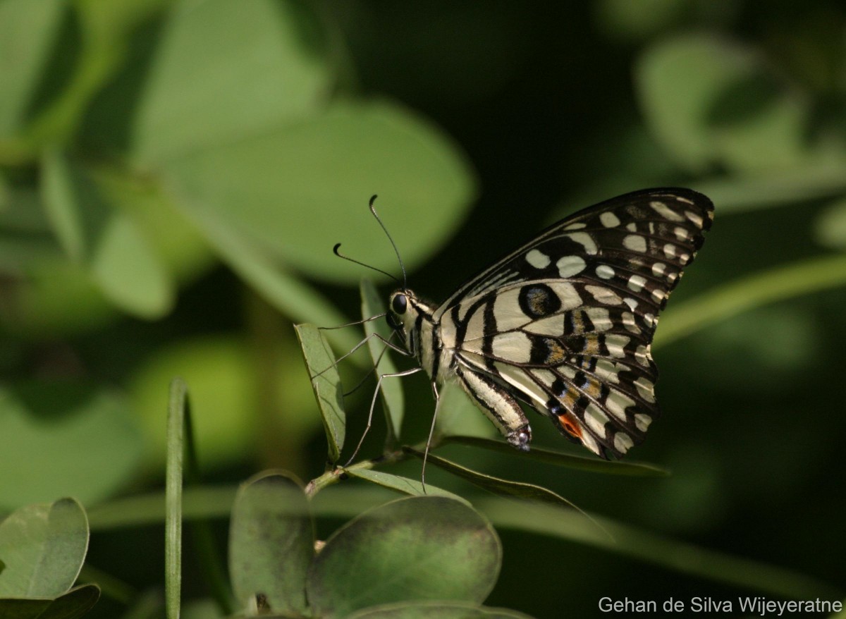 Papilio demoleus Linnaeus, 1758